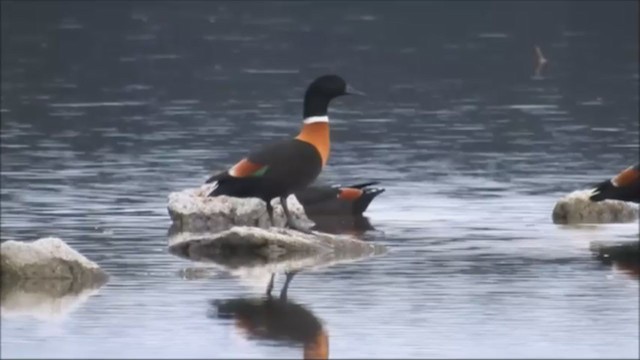 Australian Shelduck - ML241375931