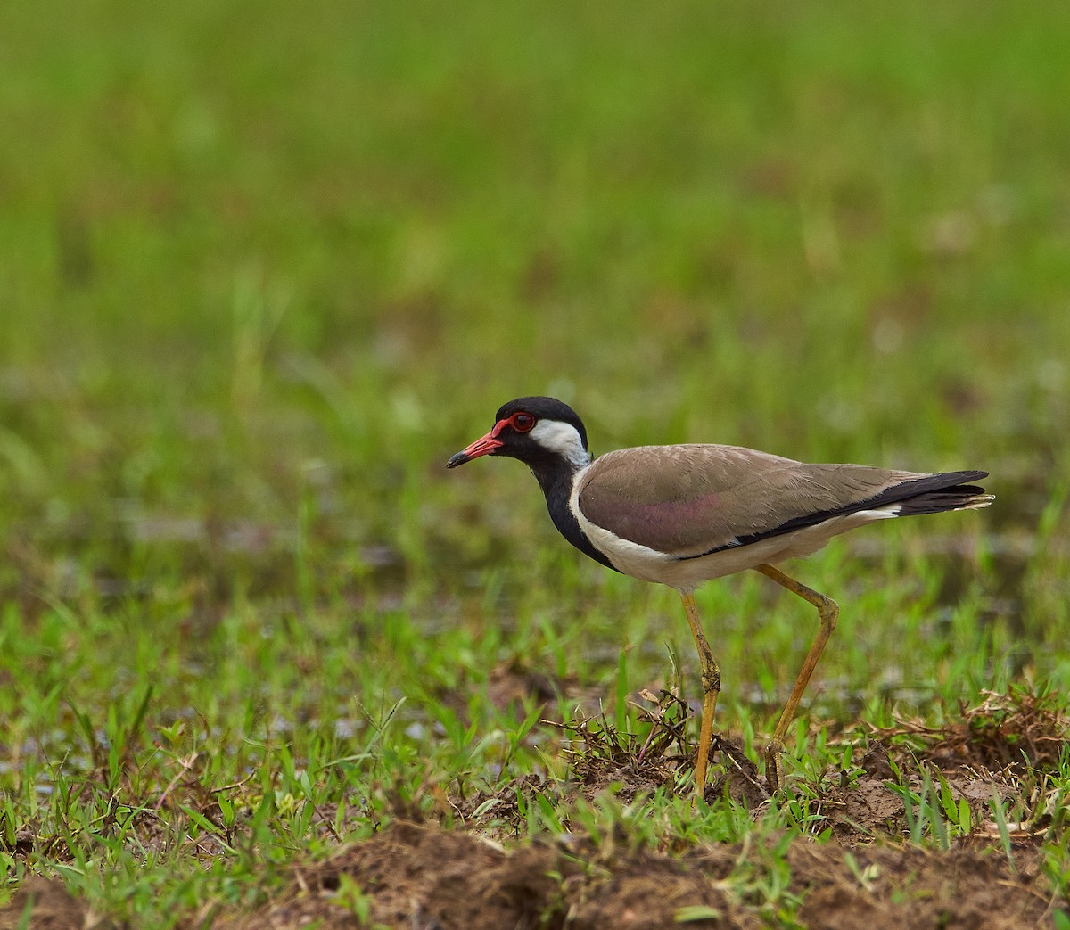 Red-wattled Lapwing - Raghavendra  Pai