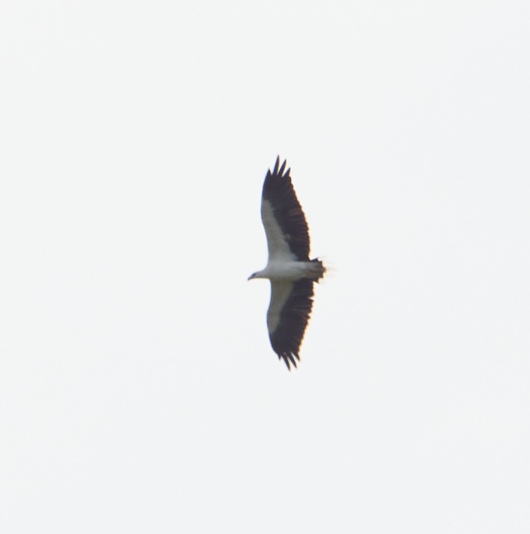 White-bellied Sea-Eagle - Raghavendra  Pai