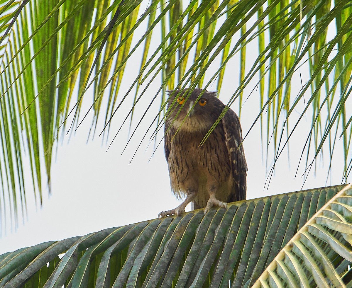 Brown Fish-Owl - Raghavendra  Pai