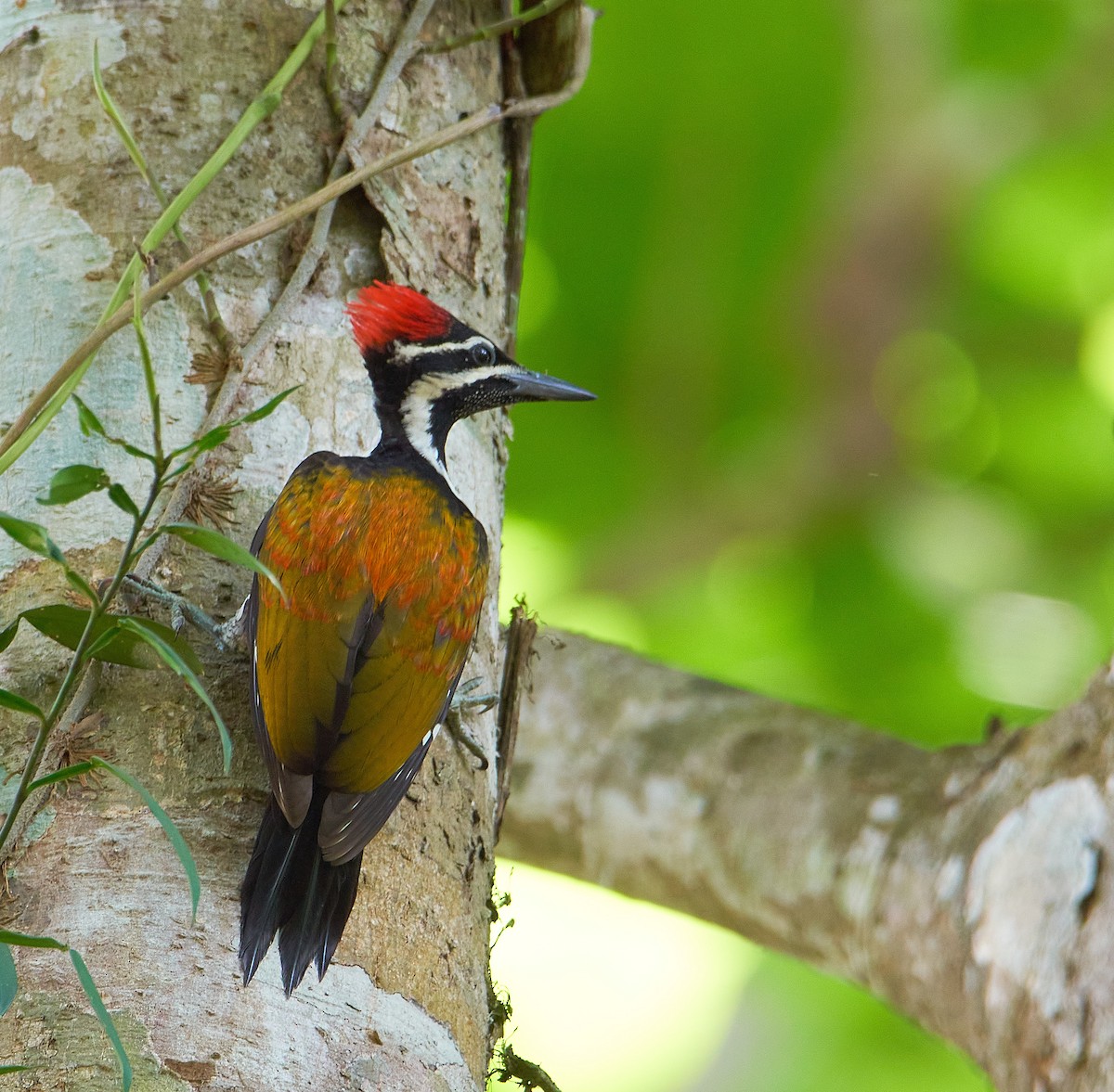 Black-rumped Flameback - Raghavendra  Pai