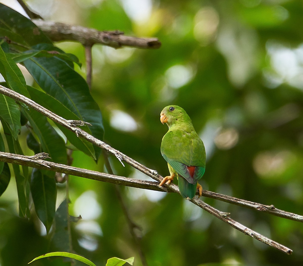 Vernal Hanging-Parrot - Raghavendra  Pai