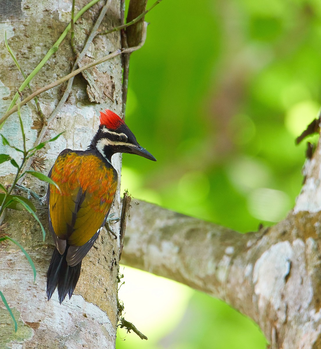 Black-rumped Flameback - ML241376591