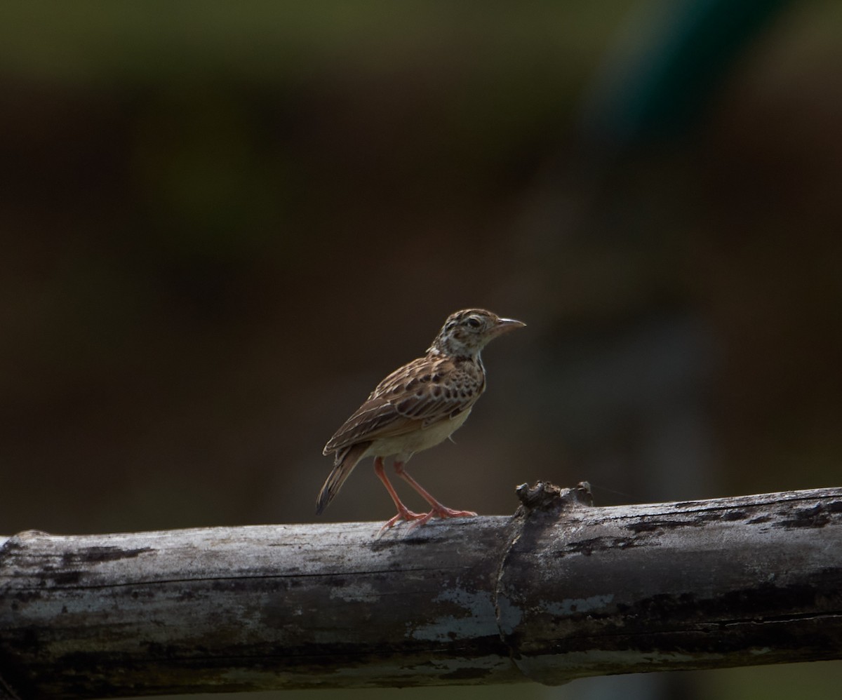 Jerdon's Bushlark - Raghavendra  Pai