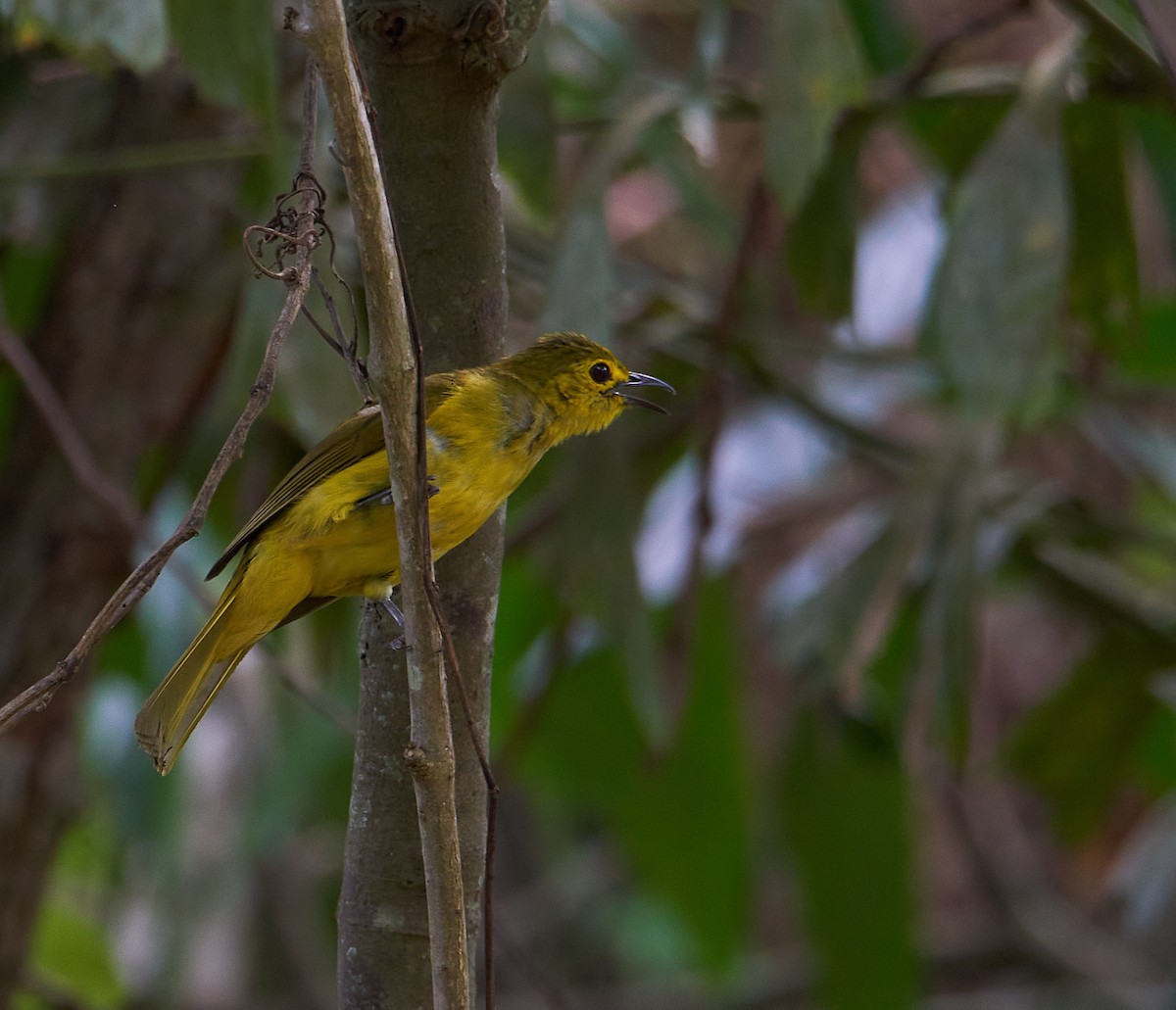 Yellow-browed Bulbul - ML241376661