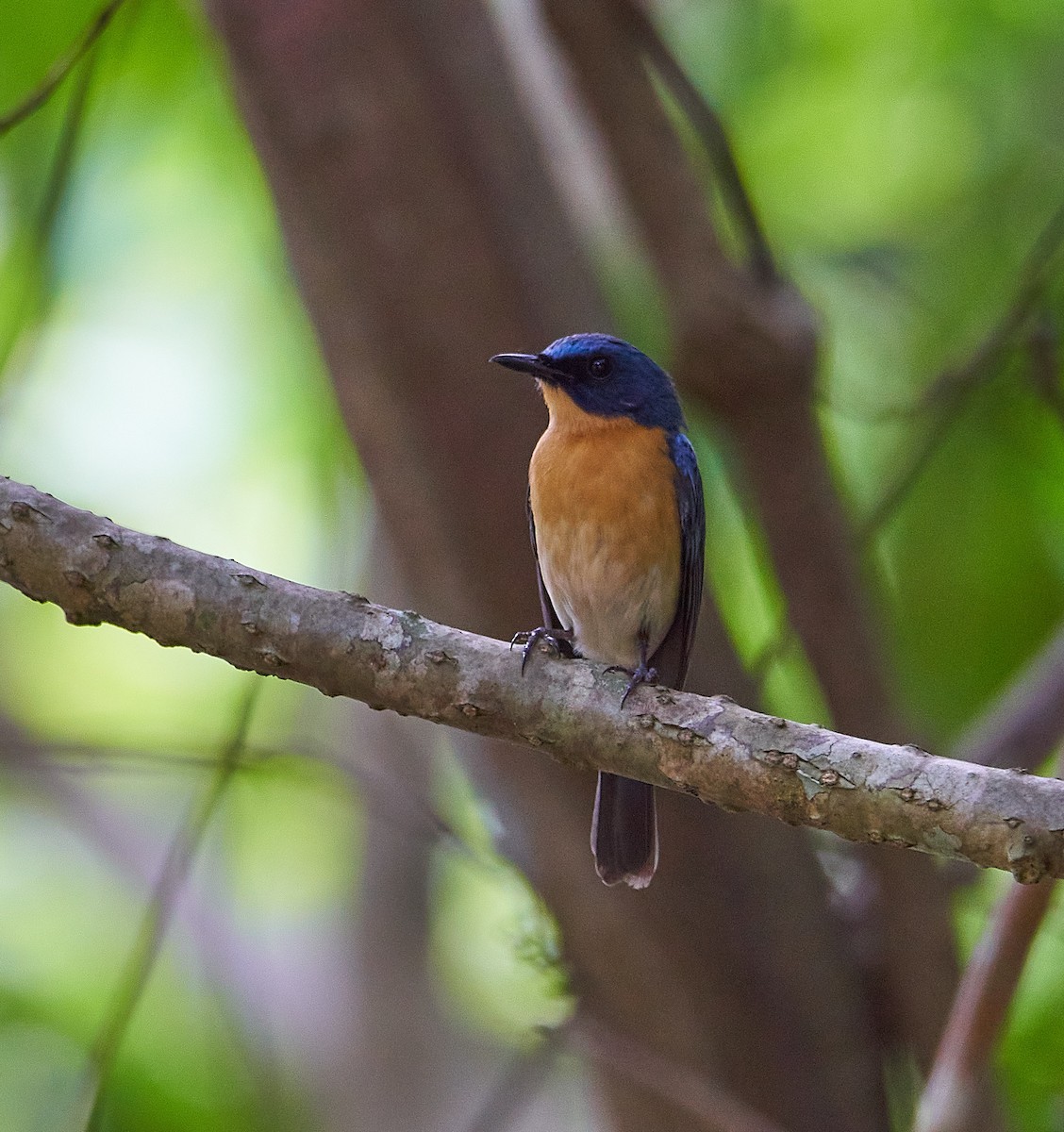 Tickell's Blue Flycatcher - Raghavendra  Pai