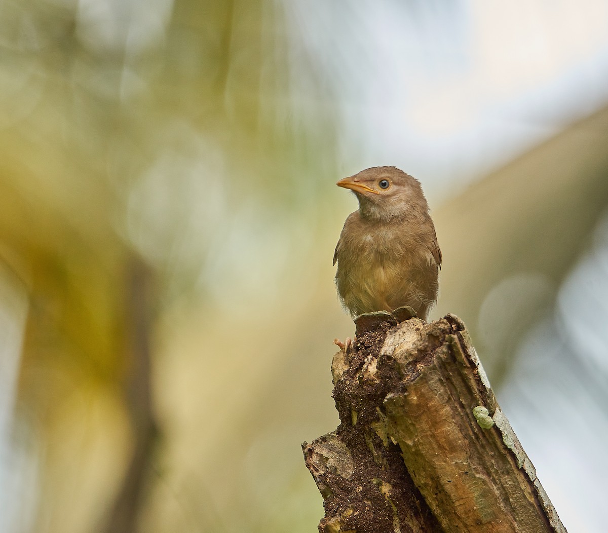 Jungle Babbler - ML241376721