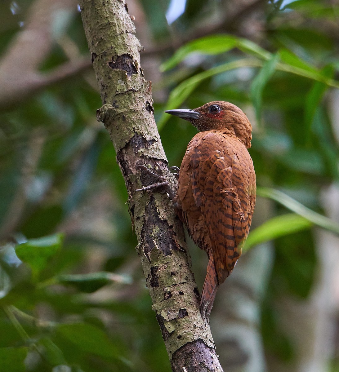 Rufous Woodpecker - ML241376801