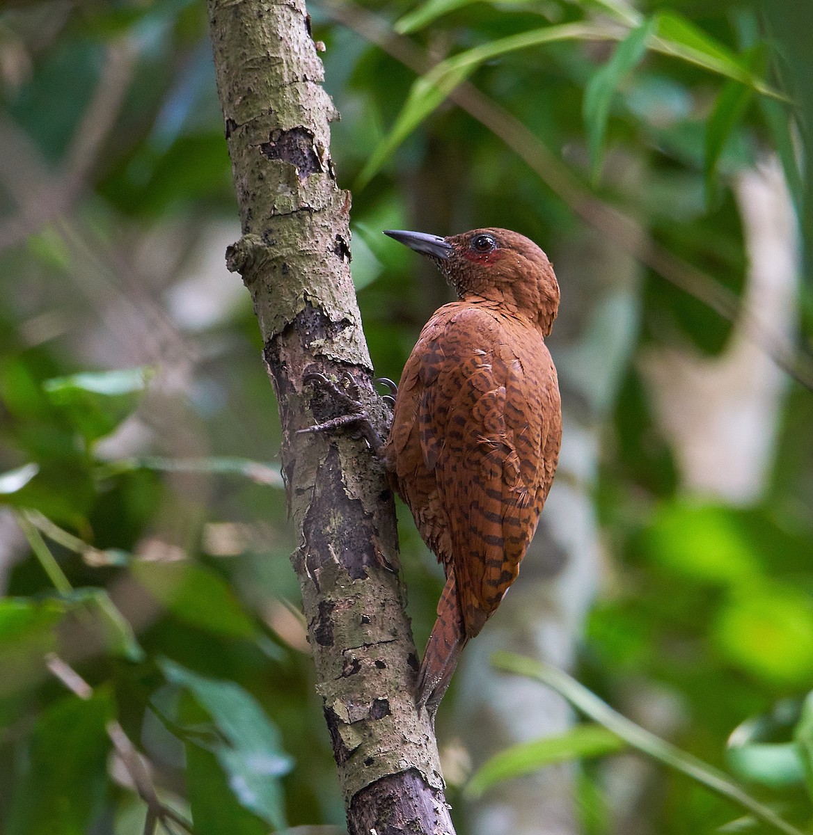 Rufous Woodpecker - ML241376821