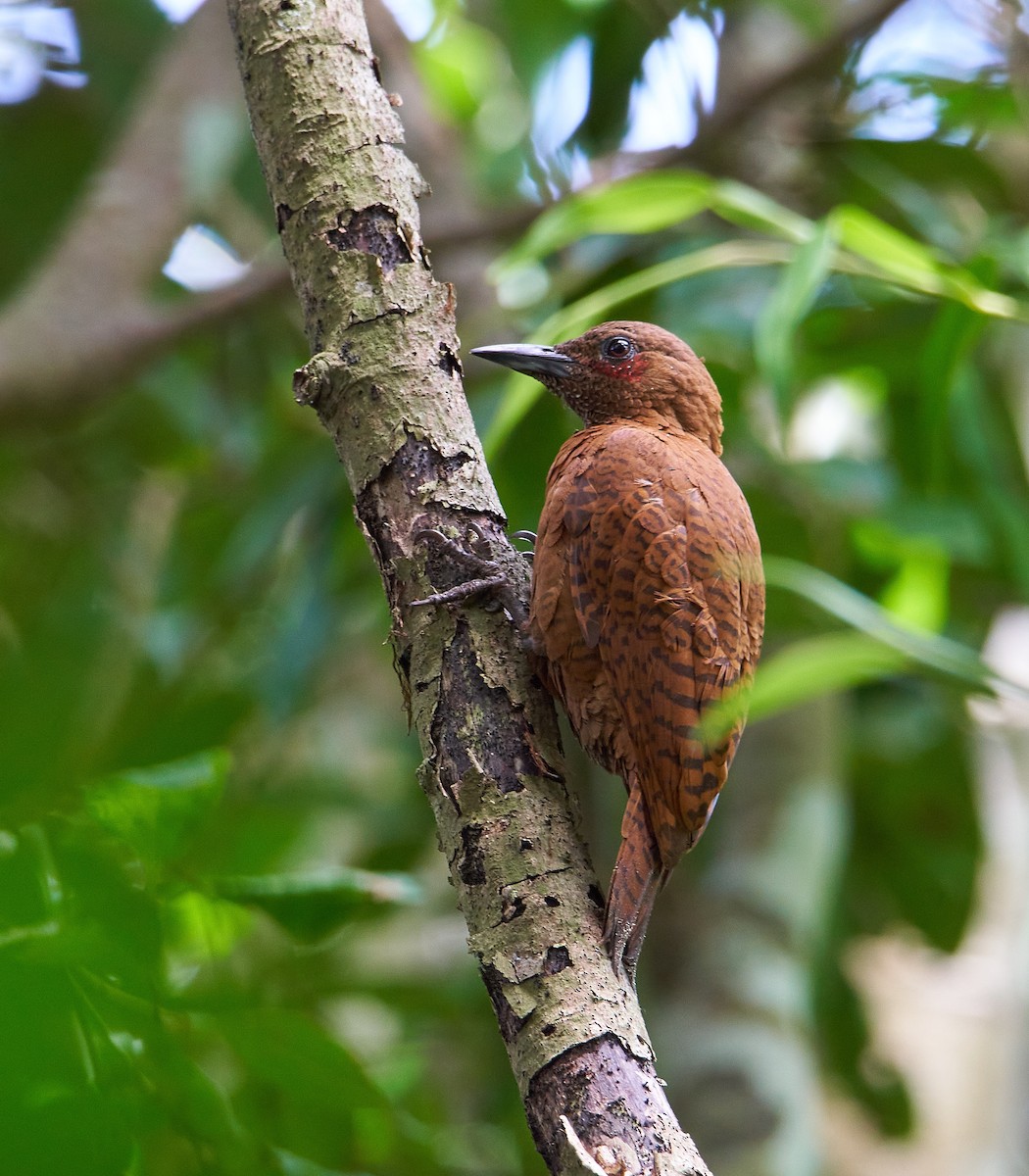 Rufous Woodpecker - Raghavendra  Pai