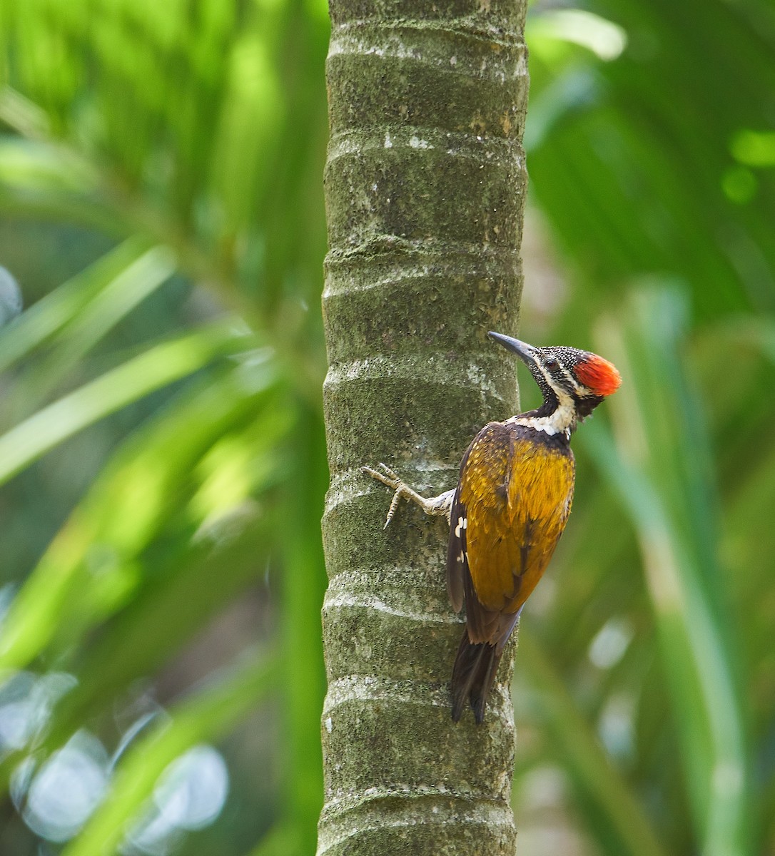 Black-rumped Flameback - Raghavendra  Pai