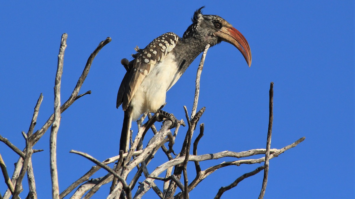 Monteiro's Hornbill - ML241377241