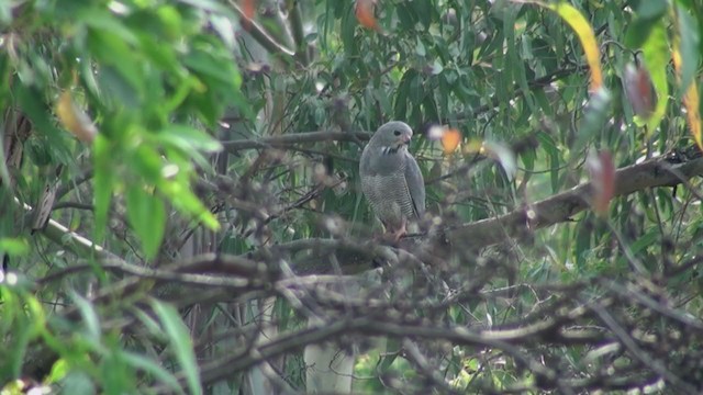 Lizard Buzzard - ML241381711