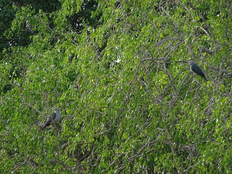 Green Imperial-Pigeon (Green) - ML241381731