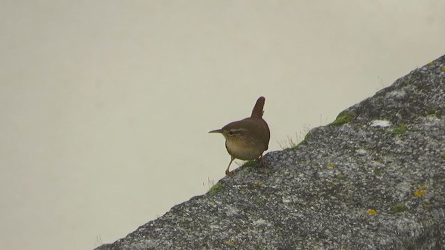 Eurasian Wren - ML241382461