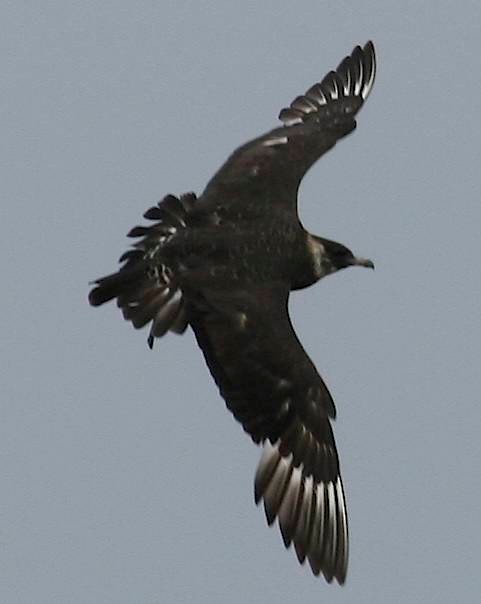 Pomarine Jaeger - Robert Tizard