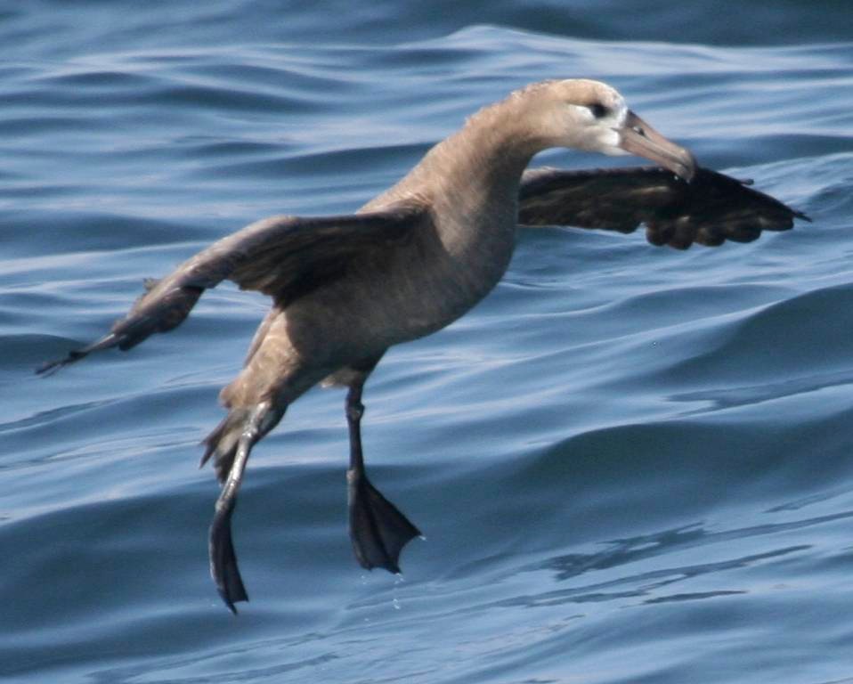 Albatros à pieds noirs - ML241383791