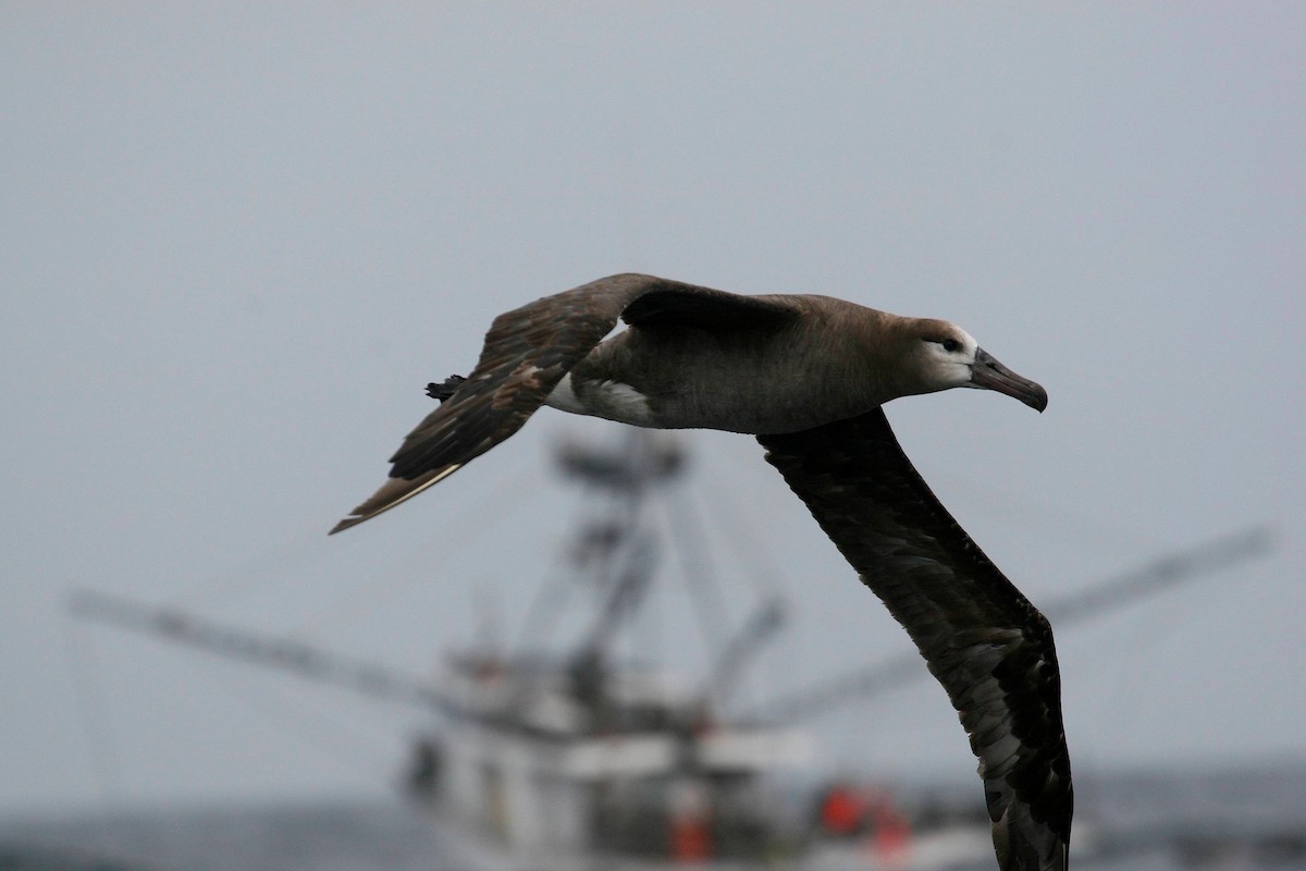 Albatros à pieds noirs - ML241383991