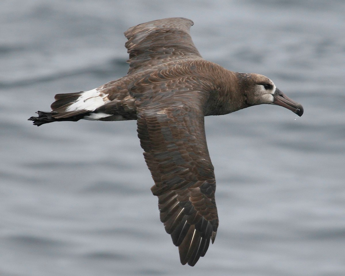 Albatros à pieds noirs - ML241384361