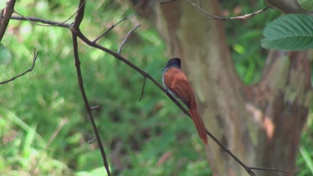 African Paradise-Flycatcher - ML241384481