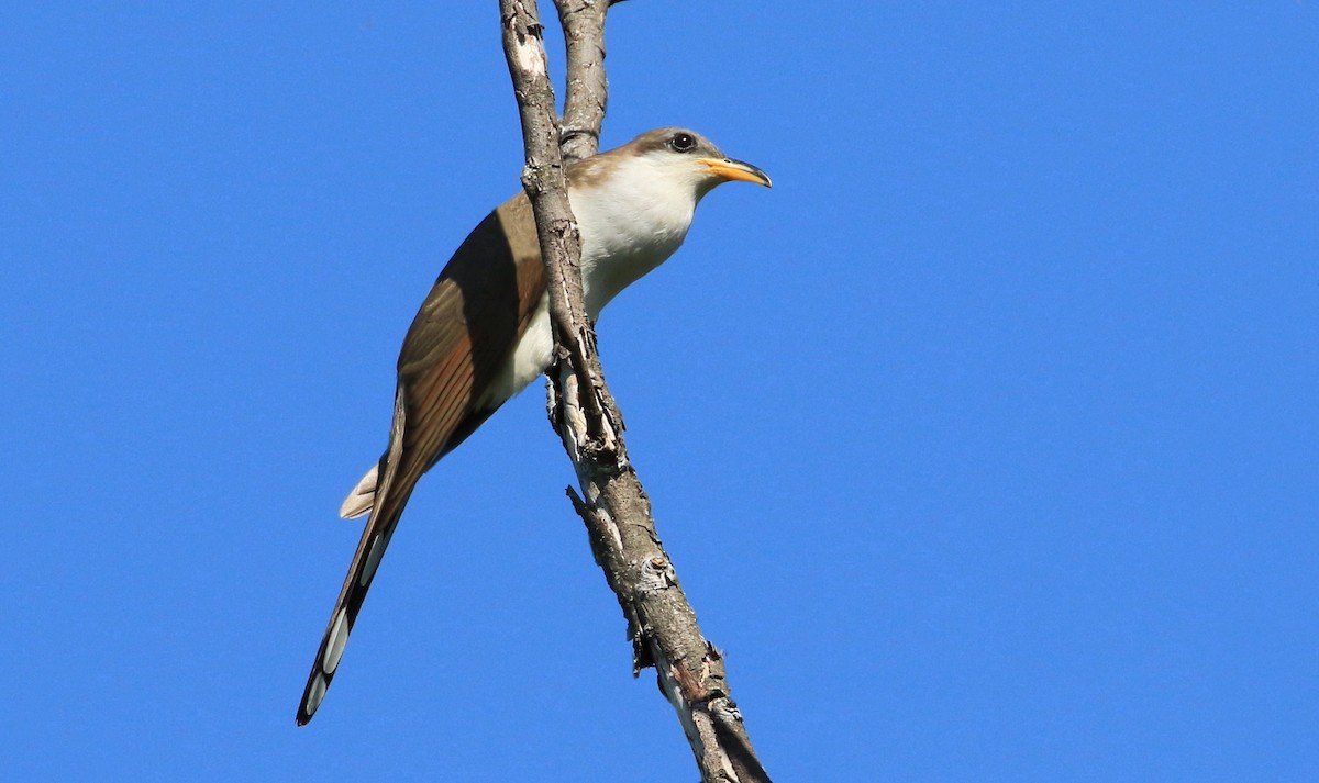 Cuclillo Piquigualdo - ML241386861