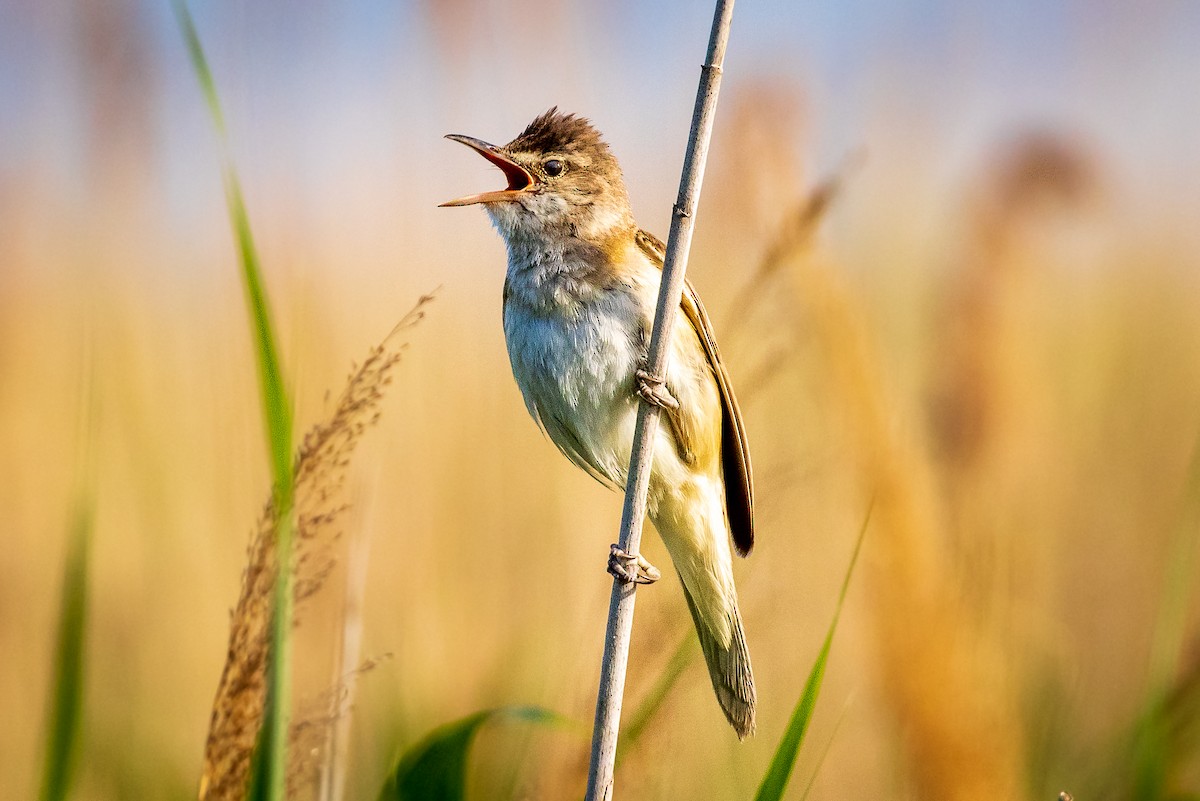 Great Reed Warbler - Michael Ortner