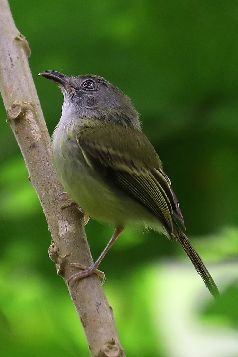 Northern Bentbill - ML241387231