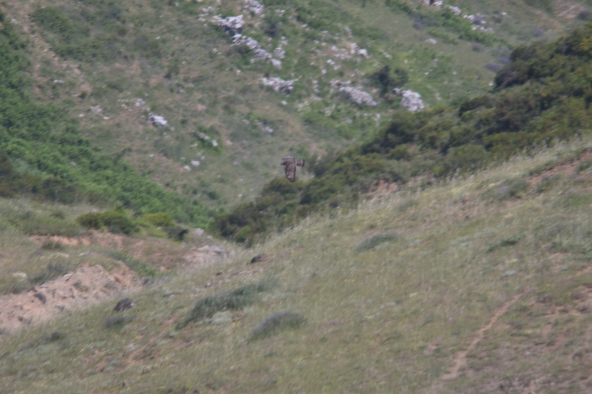 European Honey-buzzard - ML241387761