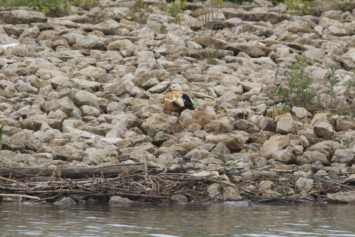 Ruddy Shelduck - ML241388371