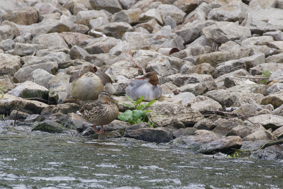 Common Merganser - Thomas Doebel