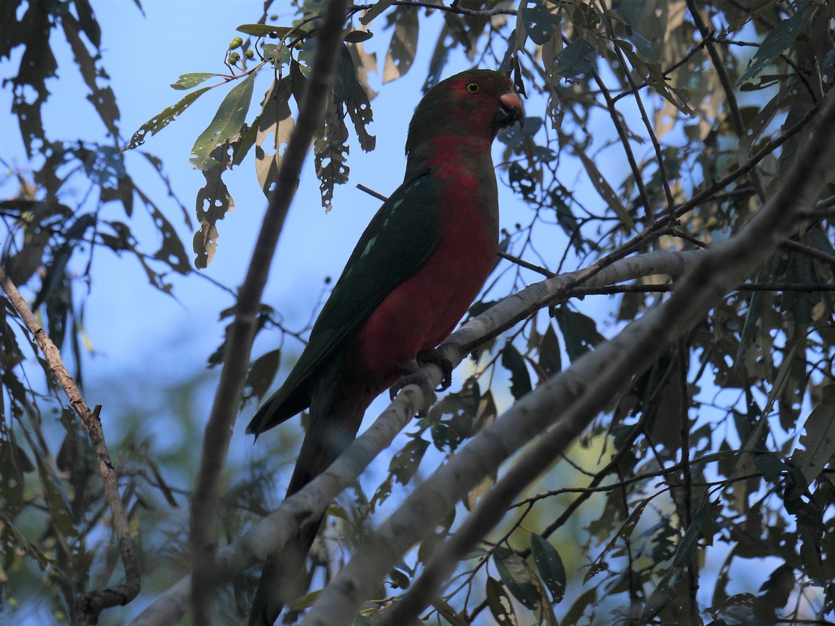 Avustralya Kral Papağanı - ML241388601