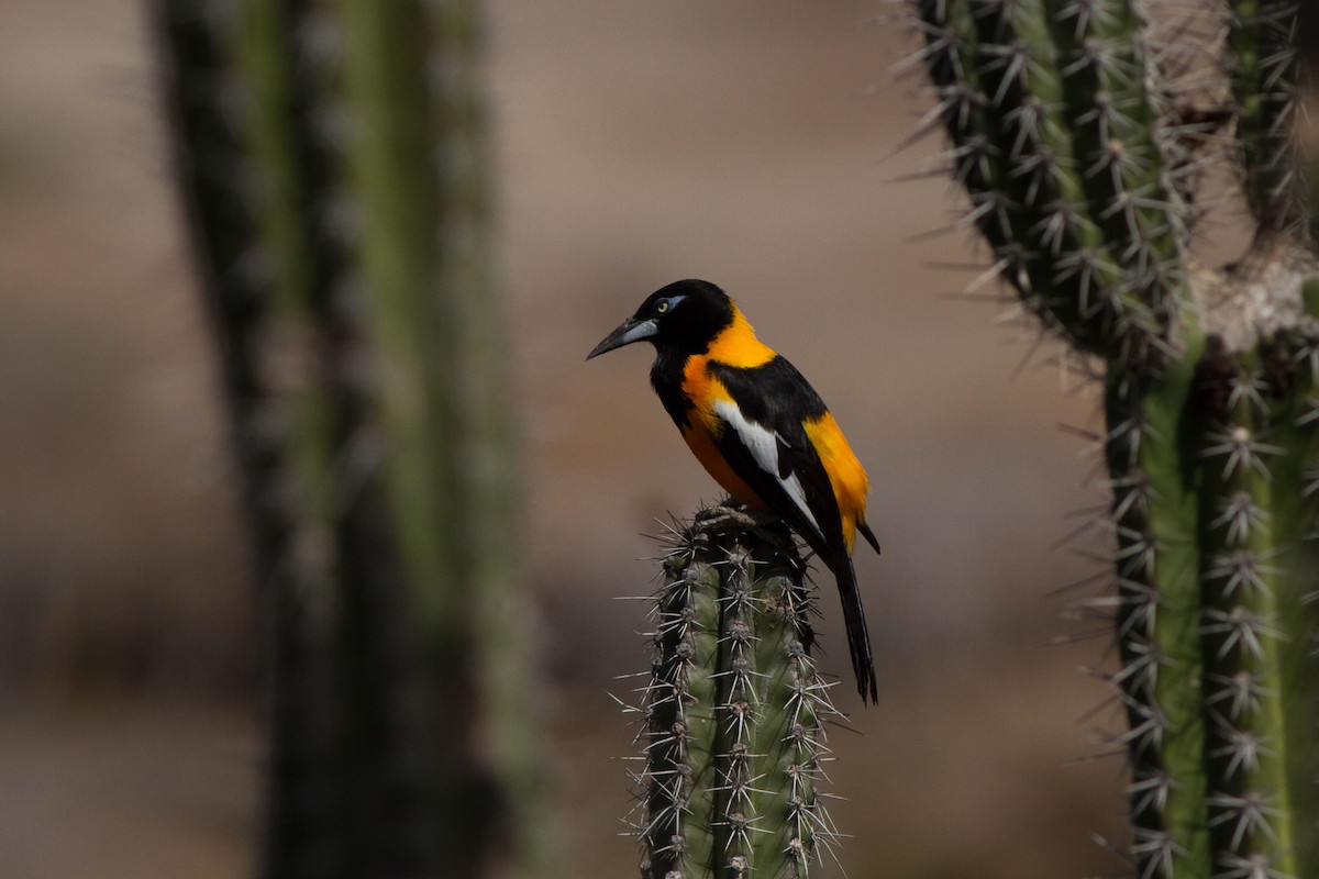 Venezuelan Troupial - Jeff Gerbracht