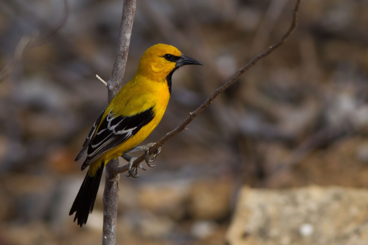 Yellow Oriole - ML24138901