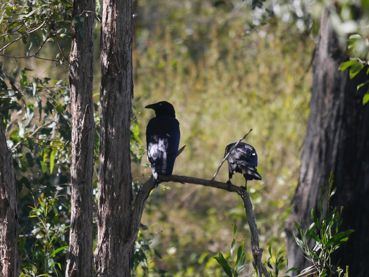 Torresian Crow - Frank Coman