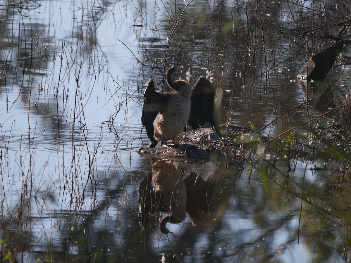 Australasian Darter - ML241389371