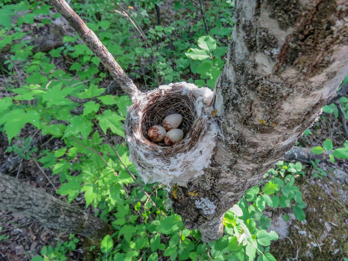 American Redstart - Aaron Souder