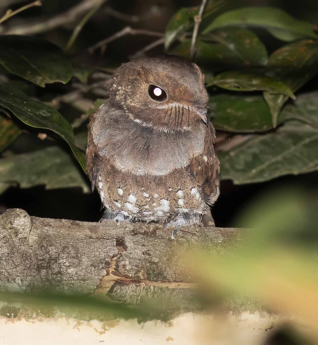 Ocellated Poorwill - ODAIR VILLELA