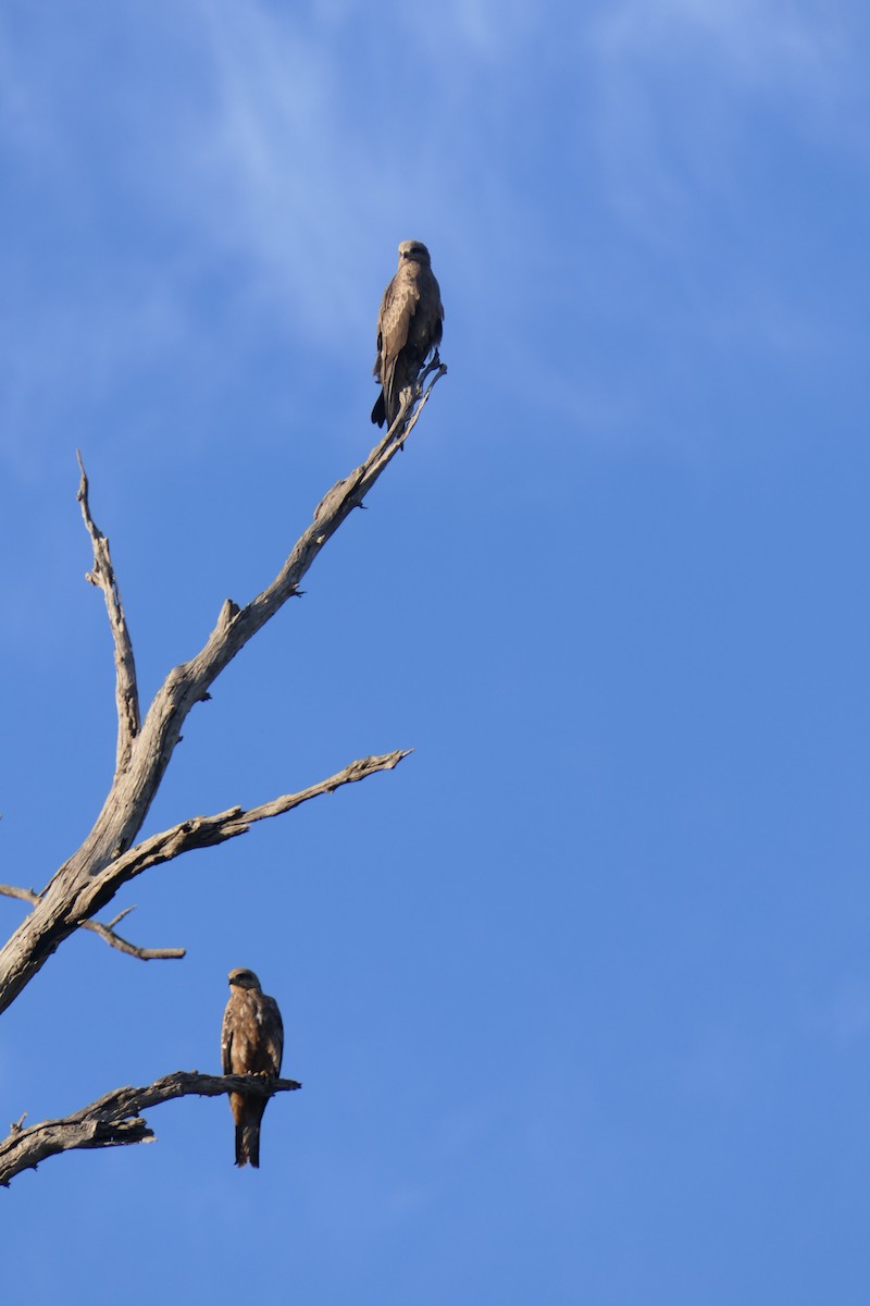 Black Kite - ML241390251