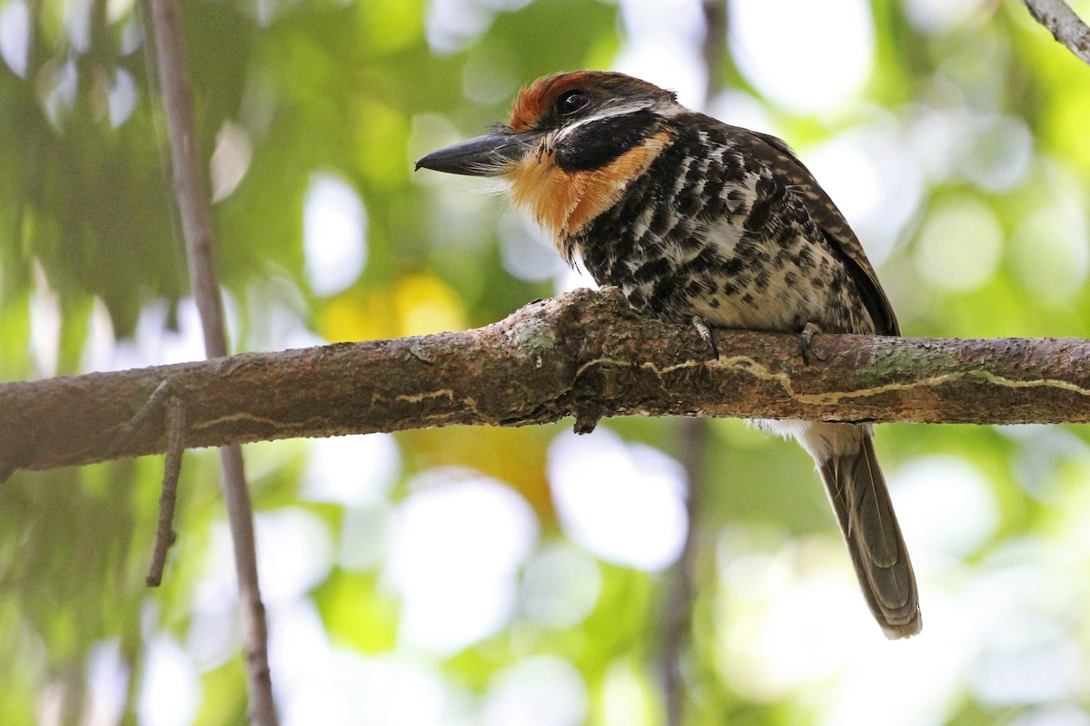 Spotted Puffbird - ML241390501