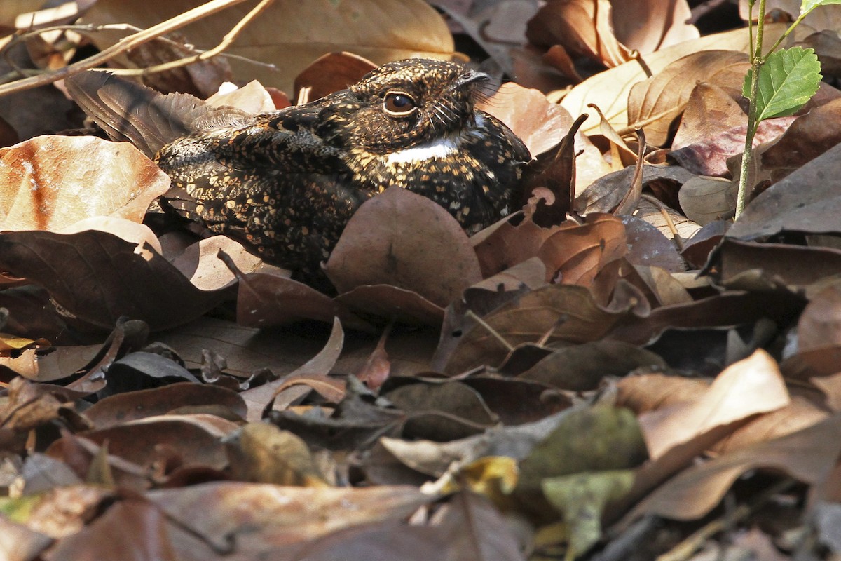 Blackish Nightjar - ML241390731