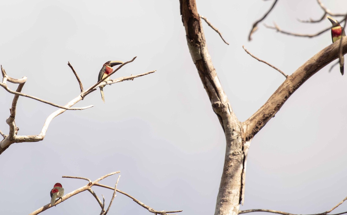 Red-necked Aracari - ODAIR VILLELA