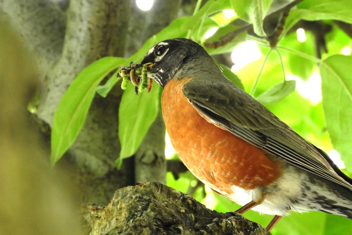 American Robin - ML241391911