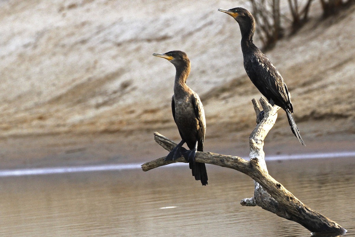 Neotropic Cormorant - ML241392791