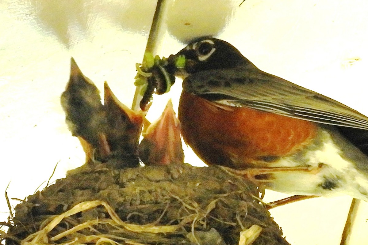 American Robin - ML241392891