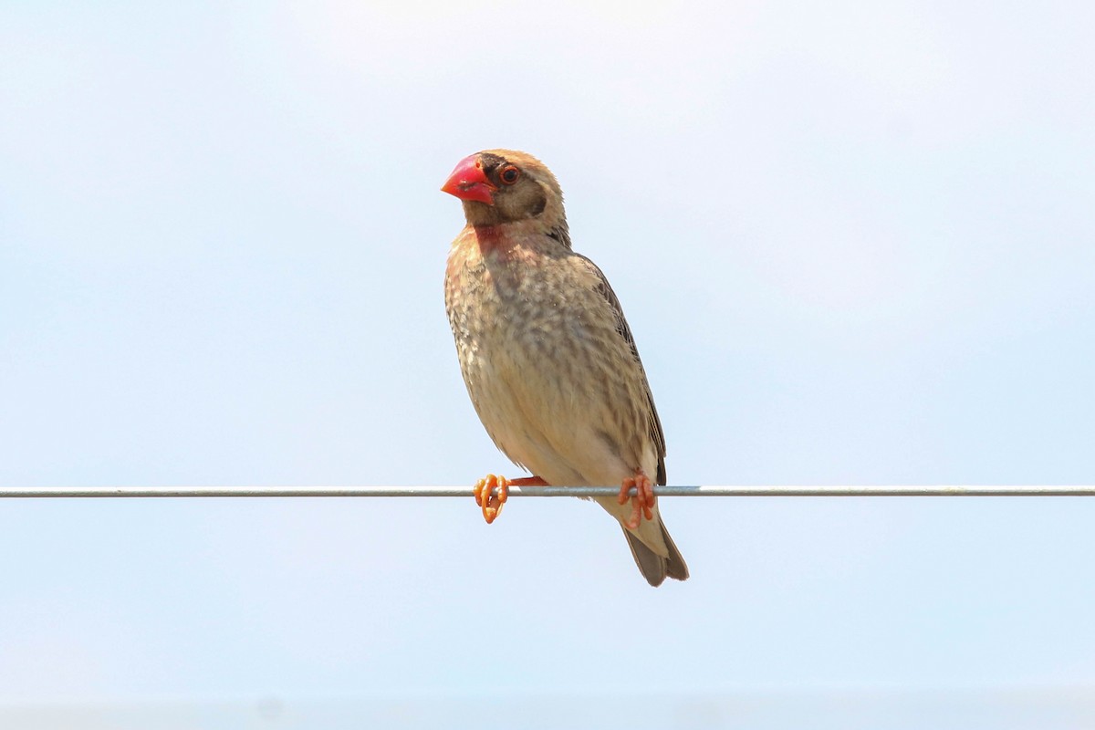 Red-billed Quelea - ML241393951