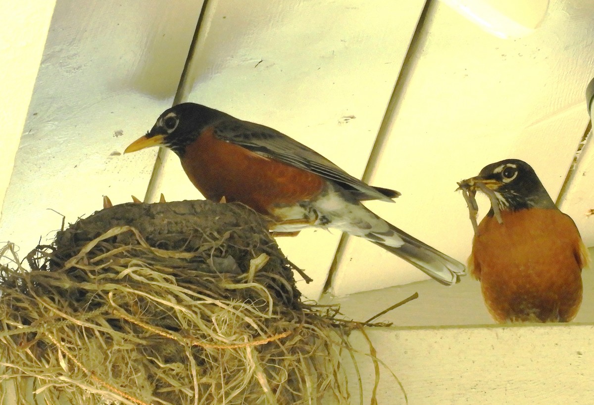 American Robin - ML241393971