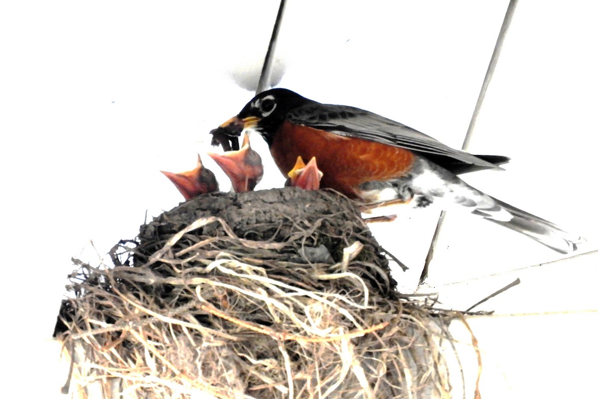 American Robin - ML241393981