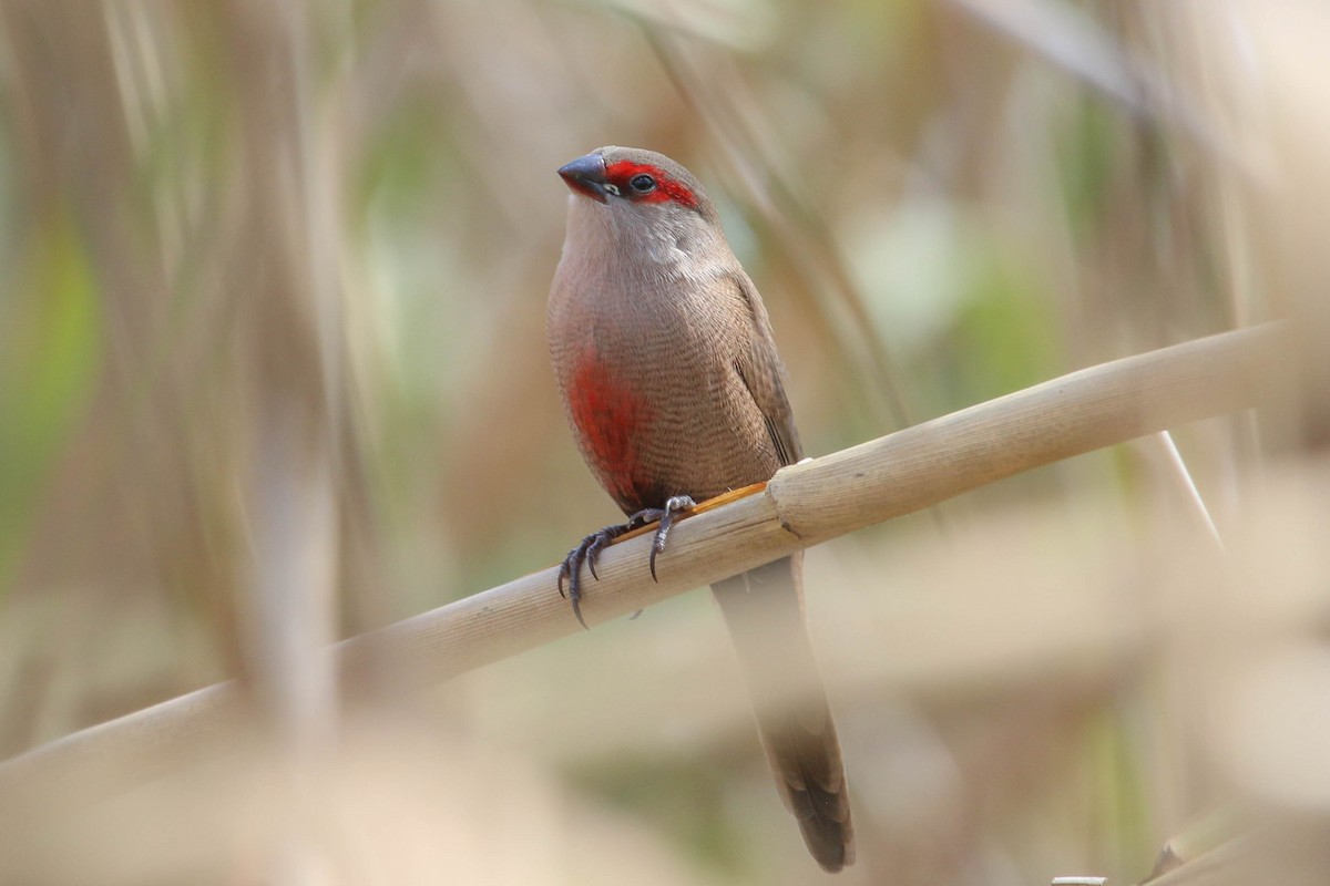 Common Waxbill - ML241394101