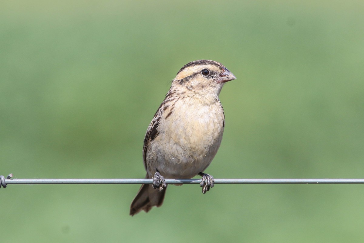 Pin-tailed Whydah - ML241394161