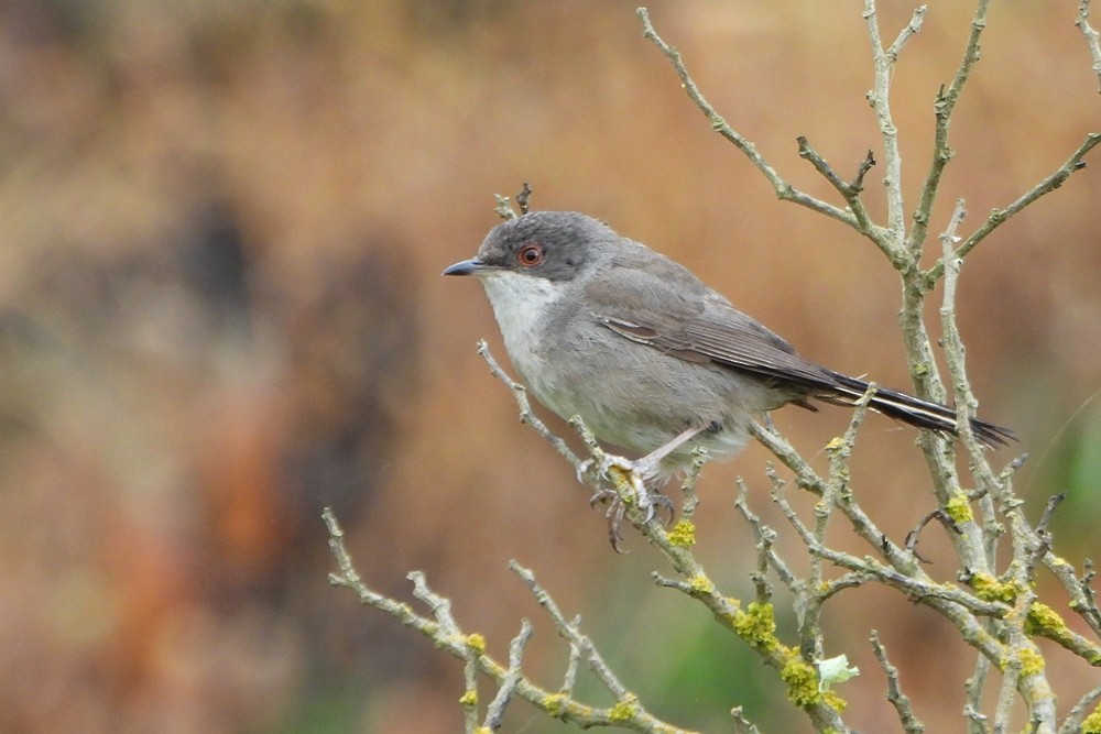 Sardinian Warbler - ML241394791